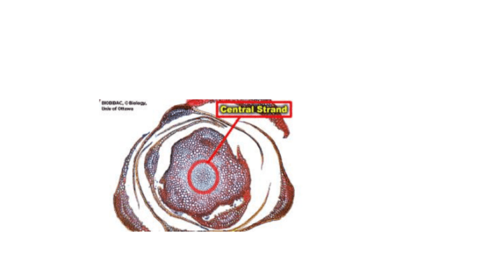 Xylem plant parts transporting water