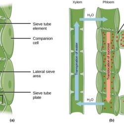 Which of the following depicts xylem