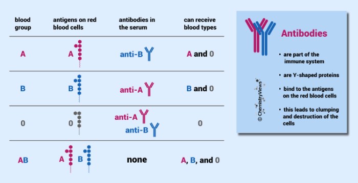 Blood types and transfusions worksheet