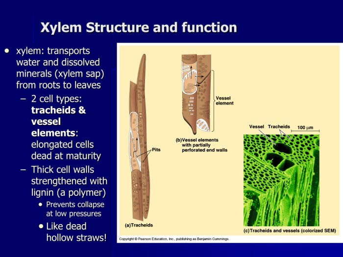 Xylem phloem vessel plants functions transport liberary biology specialised plant igcse water root pakistan formed