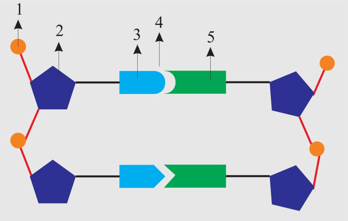 The diagram below represents a portion of a dna molecule.