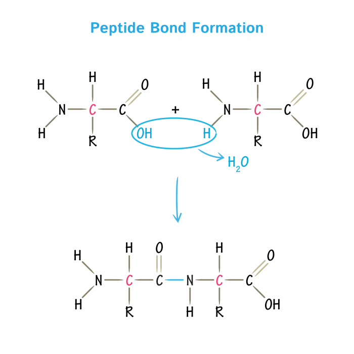 Compare and contrast serine proteases and aspartic proteases