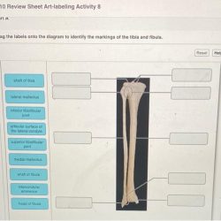 Activity senses equilibrium hearing special ear labeling review sheet label help please two labeled wrong homework