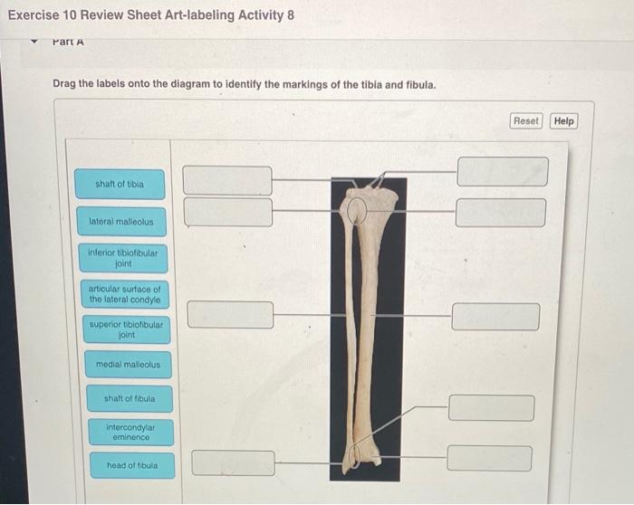 Activity senses equilibrium hearing special ear labeling review sheet label help please two labeled wrong homework