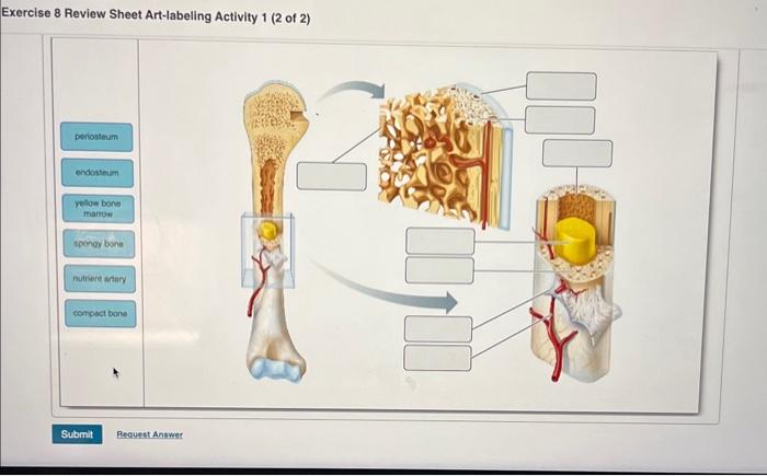 Exercise 8 review sheet art-labeling activity 2