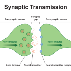 Correctly label the following parts of a chemical synapse