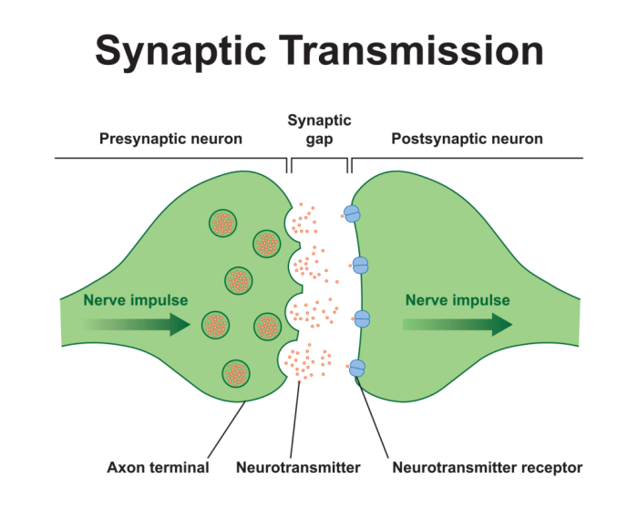 Correctly label the following parts of a chemical synapse