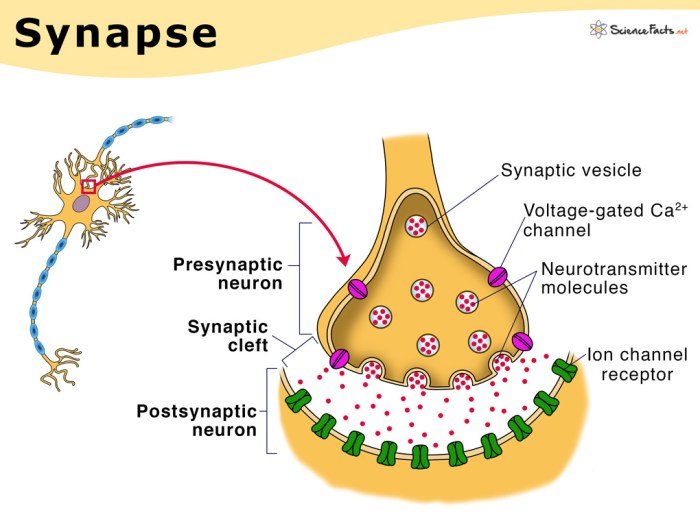 Synapse synaptic junction neuromuscular transmission nerve muscle neurotransmitter cleft fiber acetylcholine neurons cell nervous knob diagram calcium somatic contraction system