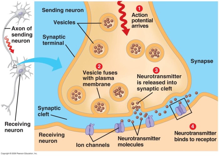 Correctly label the following parts of a chemical synapse