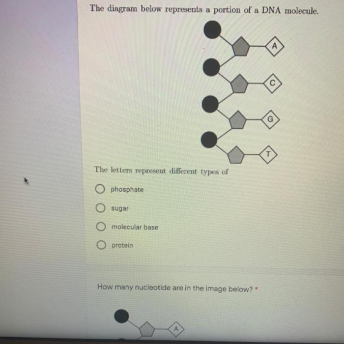 The diagram below represents a portion of a dna molecule.