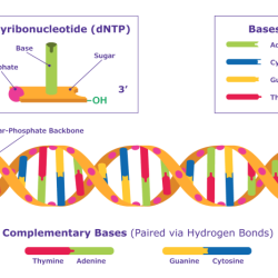 Dna helix deoxyribonucleic molecule showing genome hydrogen oils essential pair strand labels identifies biology bonds miescher friedrich watson crick coded