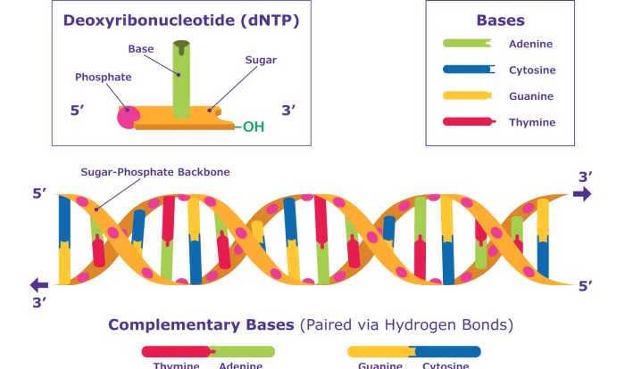 Dna helix deoxyribonucleic molecule showing genome hydrogen oils essential pair strand labels identifies biology bonds miescher friedrich watson crick coded