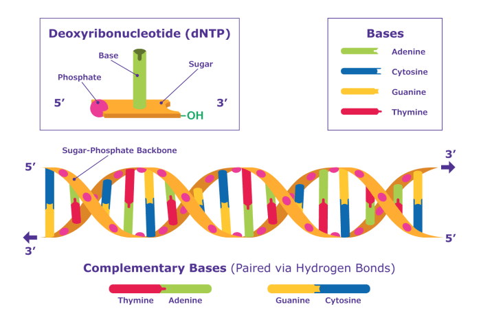 Dna helix deoxyribonucleic molecule showing genome hydrogen oils essential pair strand labels identifies biology bonds miescher friedrich watson crick coded