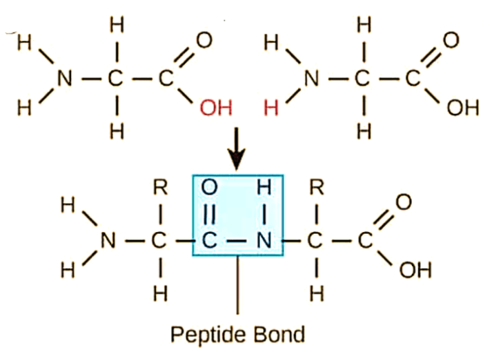 Protease serine catalytic reaction triad enzyme covalent peptide bond histidine acylation acyl intermediate nucleophilic carboxy