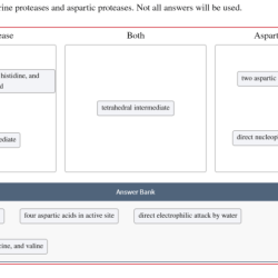 Compare and contrast serine proteases and aspartic proteases